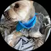 dog in circle