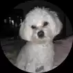 dog in circle