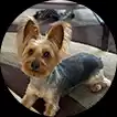 dog in circle